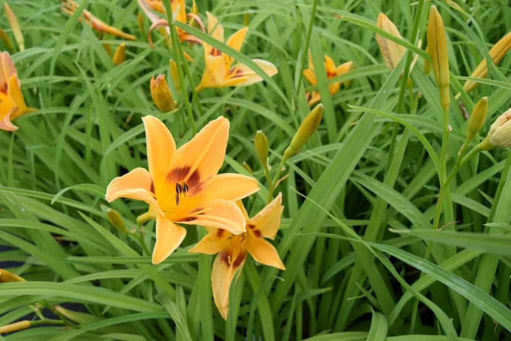 Hemerocallis 'Aten' ---